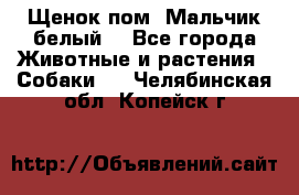 Щенок пом. Мальчик белый  - Все города Животные и растения » Собаки   . Челябинская обл.,Копейск г.